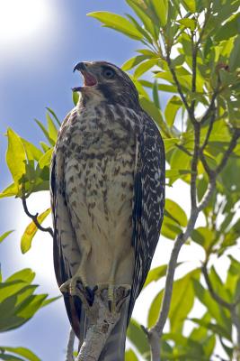 Red-Shouldered Hawk