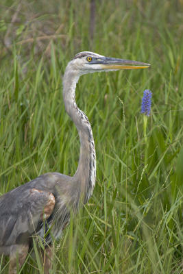 Great Blue Heron