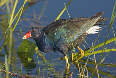 Purple Gallinue
