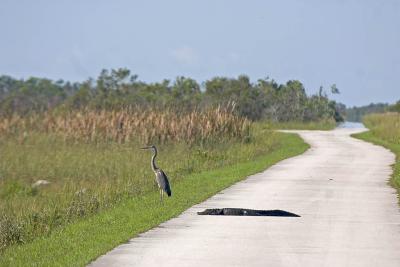 Gator and Heron