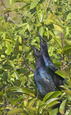 CRW_7217.jpg