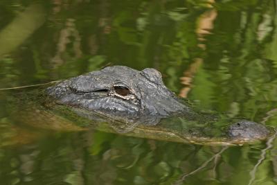 American Alligator