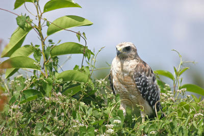 Red-Shouldered Hawk