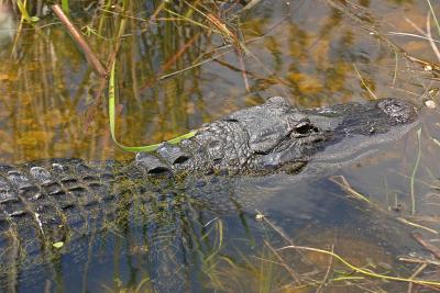 American Alligator