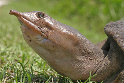 Florida Soft-Shell Turtle