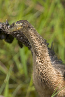 Anhinga