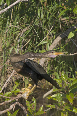 Anhinga