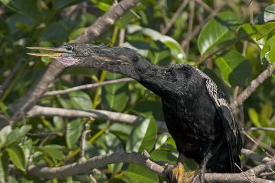 Anhinga