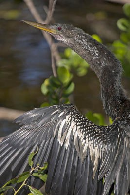 Anhinga