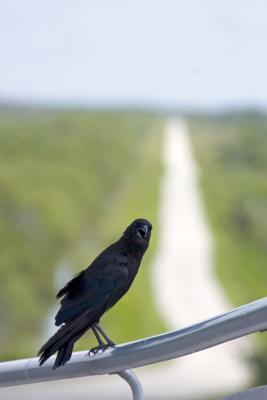 CRW_7261.jpg