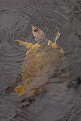 Florida Soft-Shell Turtle