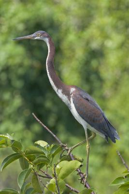 Tricolor Heron