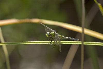 CRW_7296.jpg