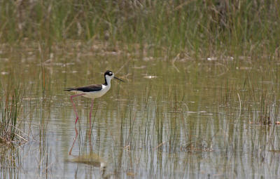 Black-Necked Stilt