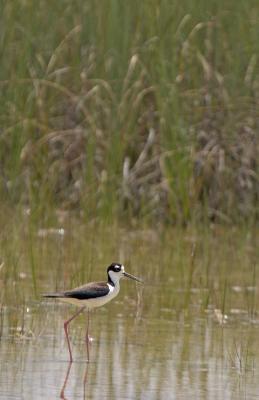 Black-Necked Stilt
