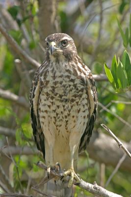 Red-Shouldered Hawk