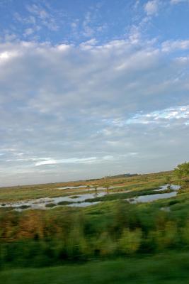 Everglades - Shark Valley