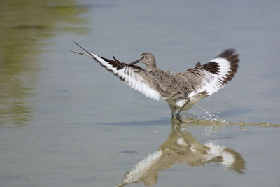 CRW_8013.jpg