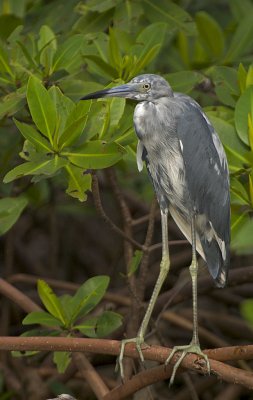CRW_8175.jpg