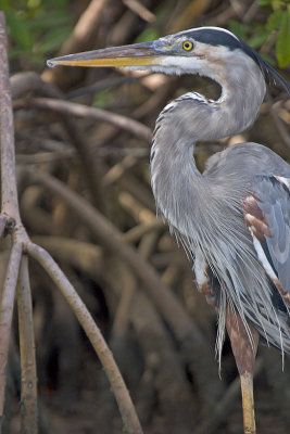 CRW_8233.jpg