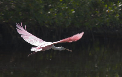 CRW_8384.jpg