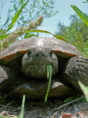 Gopher Tortoise