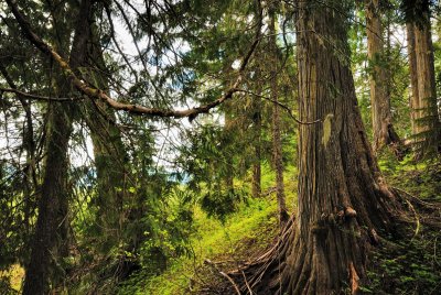 Ancient forest