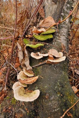 DSC_9467.jpg