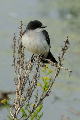 DSC_7509.jpg