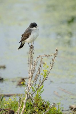 DSC_7512.jpg