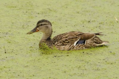 DSC_7826.jpg