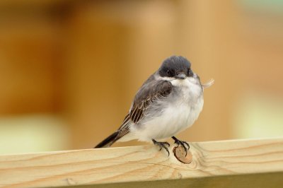 DSC_7852.jpg
