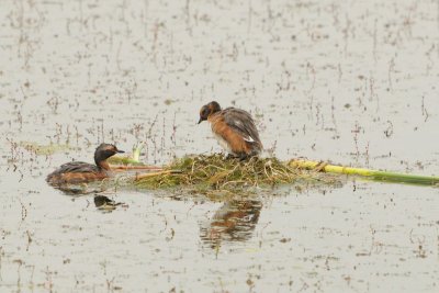 Grebes