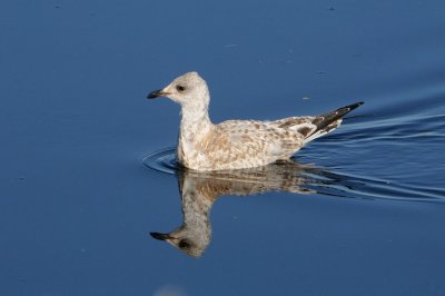 Gulls