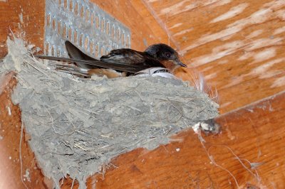 DSC_2265.jpg