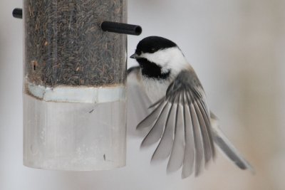 DSC_7475.jpg