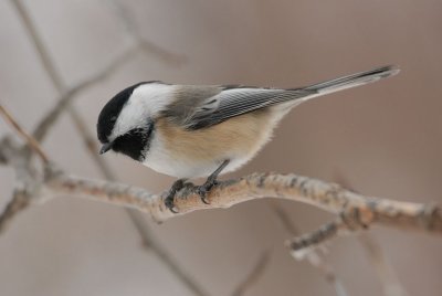 DSC_8256.jpg