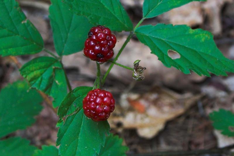 Wild Black berrys