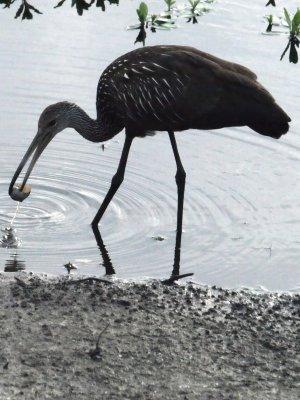 Limpkin (Aramus guarauna)