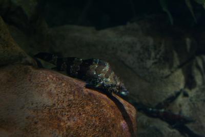 Georgia Aquarium