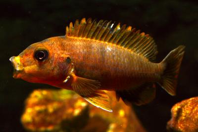 Labidochromis sp. Hongi Super Red Top (juvie)