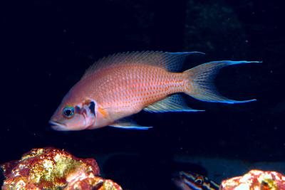 Neolamprologus brichardi