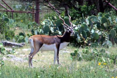 Antelope cervacapra - Black Buck Antelope