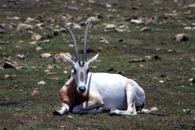 Oryx dammah - Scimitar-horned oryx