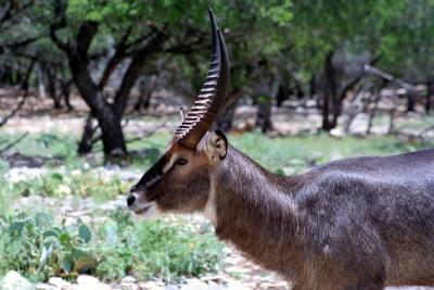 Kobus ellipsiprymnus - Water Buck Antelope