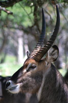 Kobus ellipsiprymnus - Water Buck Antelope