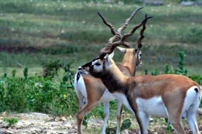 Antelope cervacapra - Black-Buck Antelope