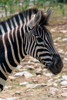 Zebra yearling