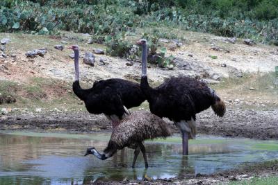 Struthio camelus - Ostrich and Emu
