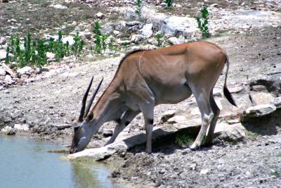 Taurotragus oryx - Eland